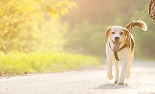 THE PAWFECT RUN: THE BENEFITS OF RUNNING WITH YOUR POOCH