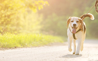 THE PAWFECT RUN: THE BENEFITS OF RUNNING WITH YOUR POOCH